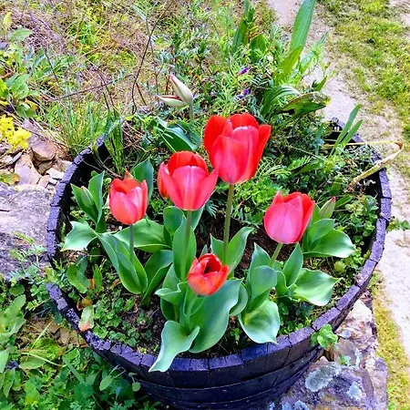Unique Tiny House With Natural Building Techniques Figueiro Dos Vinhos
