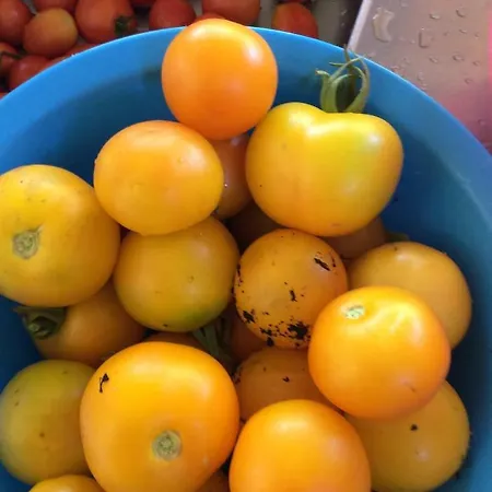 Camping Unique Tiny House With Natural Building Techniques Figueiro Dos Vinhos