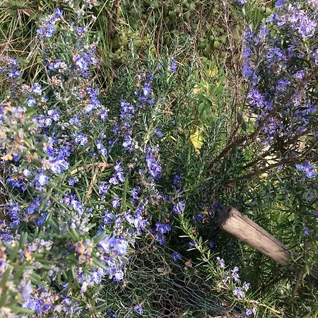 Unique Tiny House With Natural Building Techniques Camping