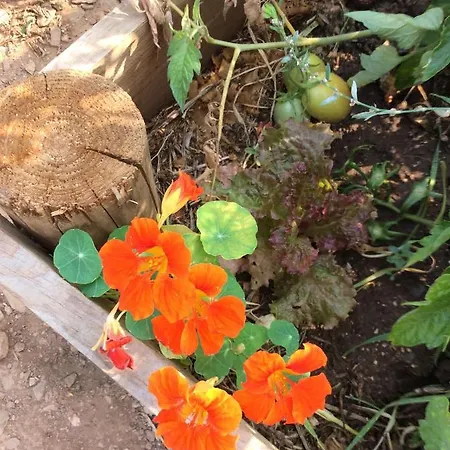 Unique Tiny House With Natural Building Techniques Camping *