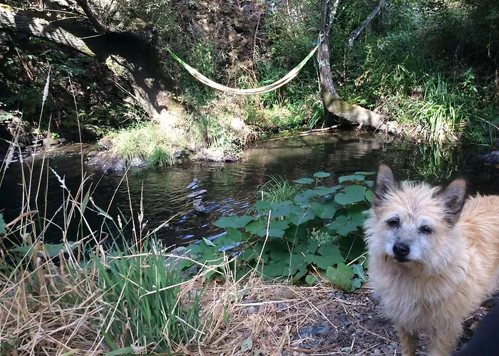Unique Tiny House With Natural Building Techniques フィゲイロー・ドス・ヴィーニョス