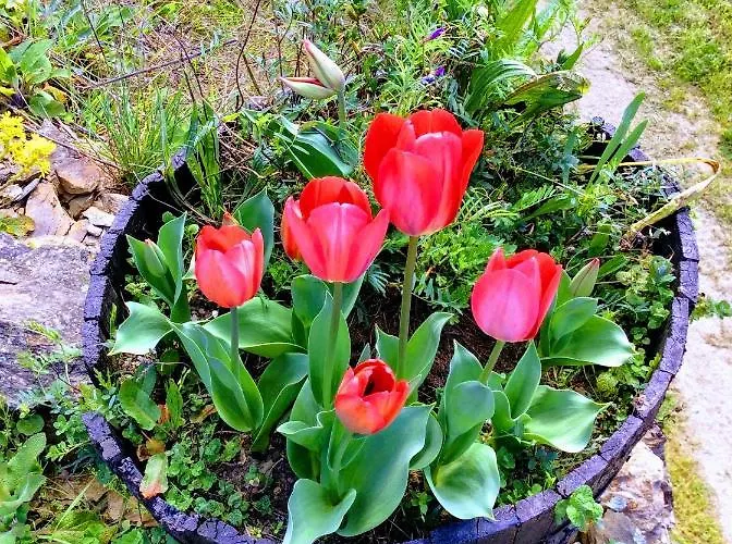 Unique Tiny House With Natural Building Techniques フィゲイロー・ドス・ヴィーニョス