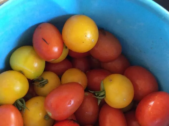 Unique Tiny House With Natural Building Techniques Campingplads