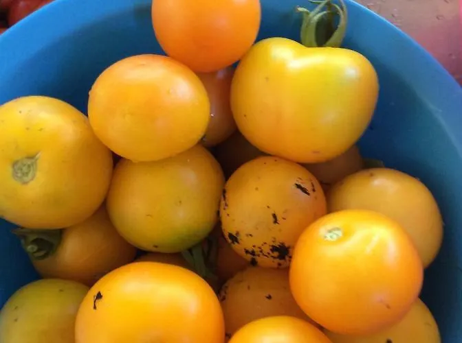 キャンプ場 Unique Tiny House With Natural Building Techniques フィゲイロー・ドス・ヴィーニョス