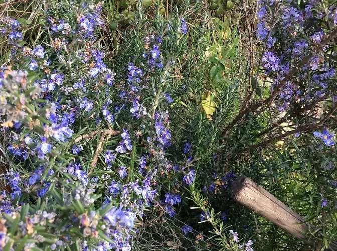 Unique Tiny House With Natural Building Techniques キャンプ場