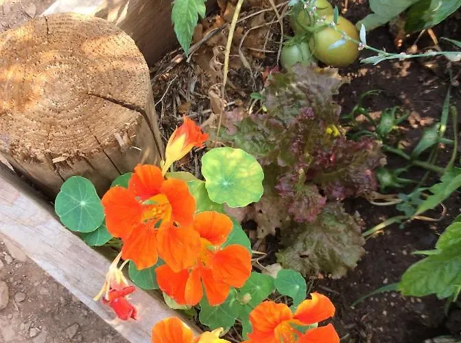 Unique Tiny House With Natural Building Techniques Campingplads *